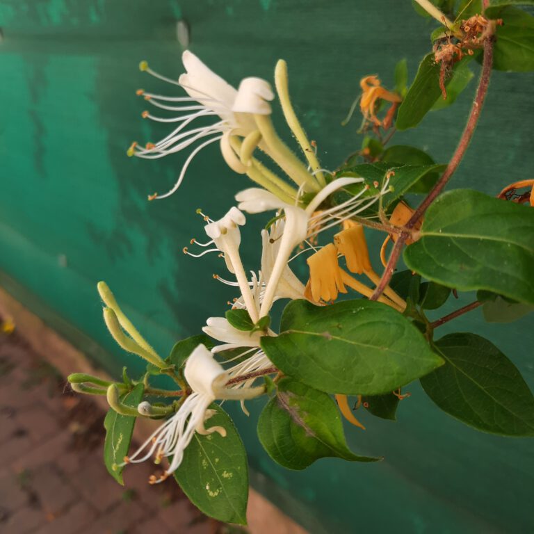 20230609 104322 768x768