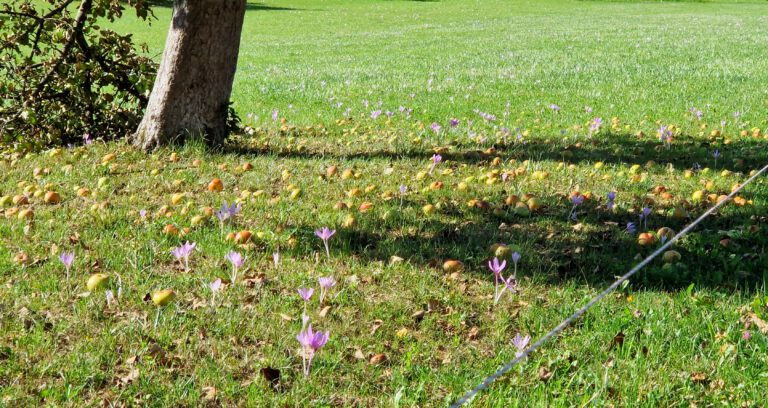 20250831 1559201 768x408